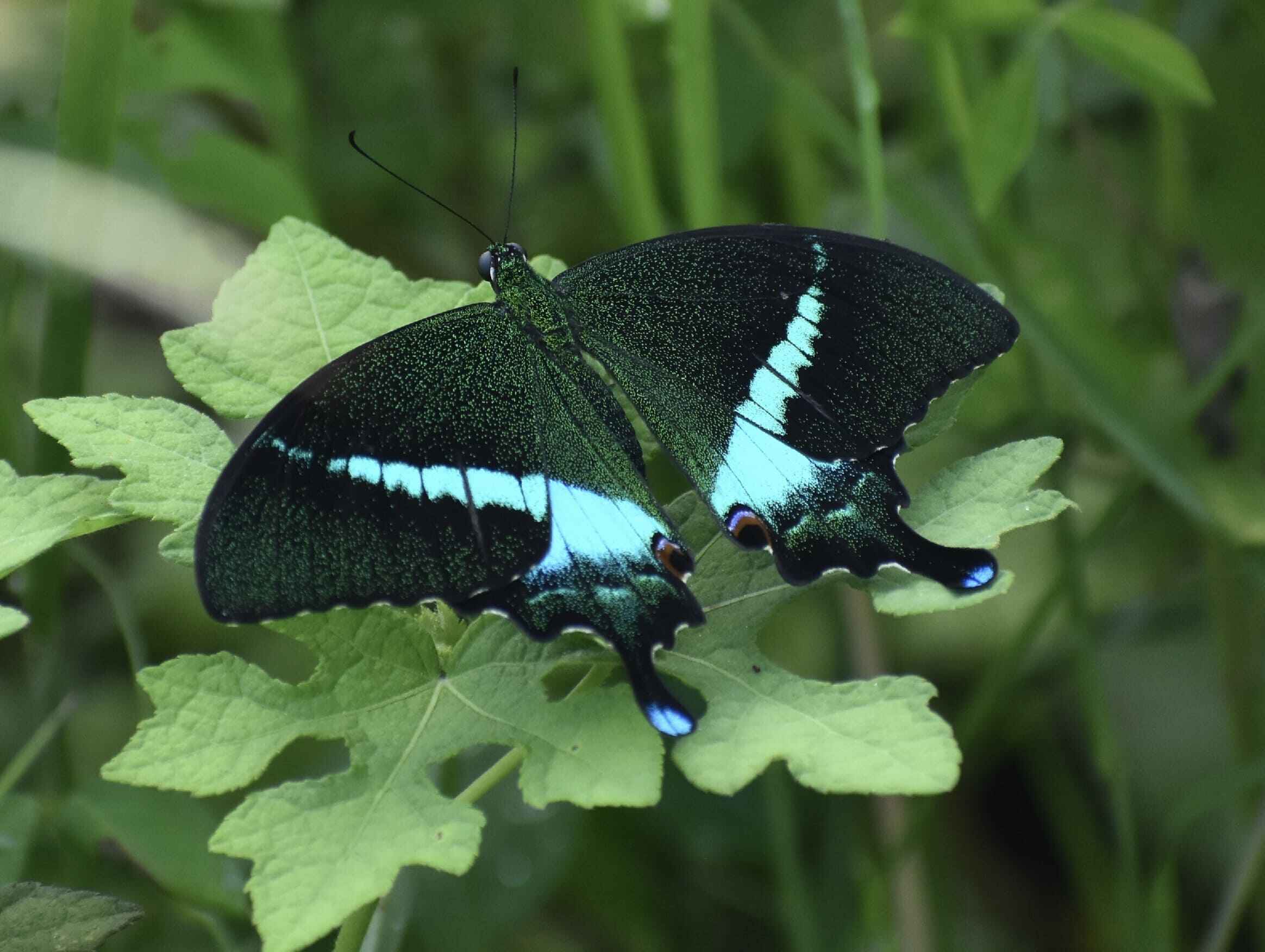 Banded Peacock